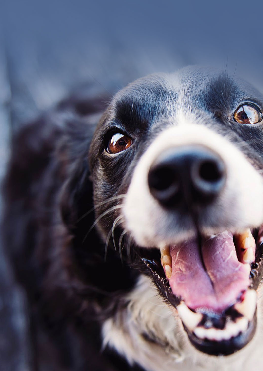 dog-bite-attorney